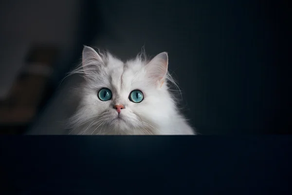 Beyaz kedi çinçilla. Parlak yeşil gözlü tüylü şirin evde beslenen hayvan hayvan