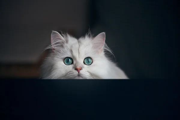 Fehér macska, csincsilla. Bolyhos aranyos kisállat állat, világos zöld szemek — Stock Fotó