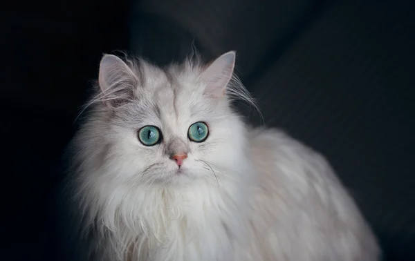 Белая кошка шиншилла. Пушистое милое животное с ярко-зелеными глазами — стоковое фото