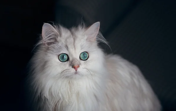 White cat chinchilla. Fluffy cute pet animal with bright green eyes — Stock Photo, Image