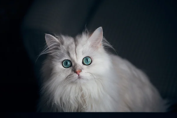 Chinchila de gato branco. Animal de estimação fofo fofo com olhos verdes brilhantes — Fotografia de Stock