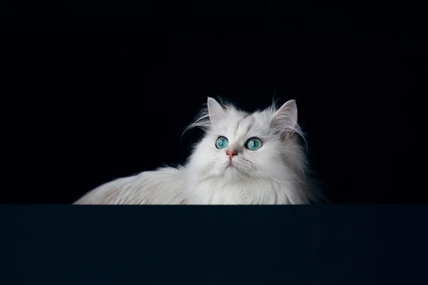 Cincillà di gatto bianco. Fluffy animale domestico carino con occhi verdi luminosi — Foto Stock