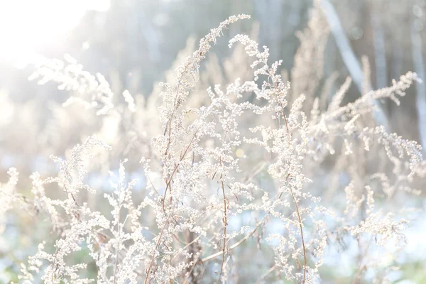 光に近い霜冬の植物 — ストック写真