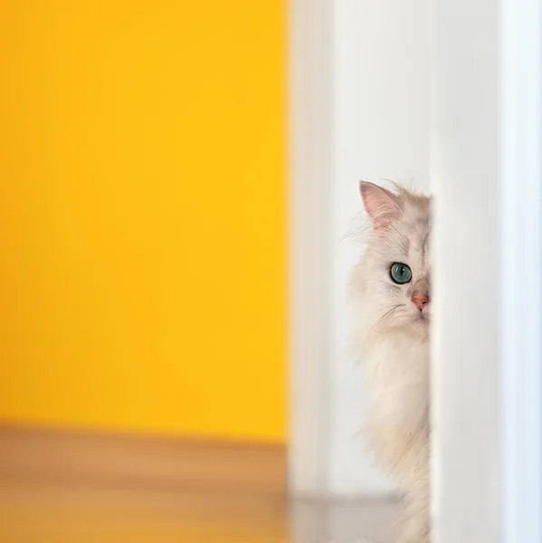 Белая кошка шиншилла на ярком фоне — стоковое фото