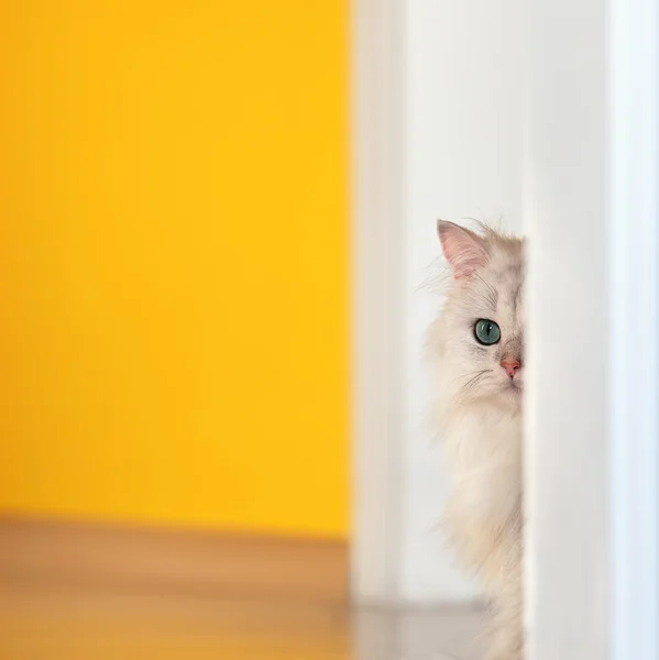 Parlak bir arka plan üzerinde beyaz kedi chinchilla
