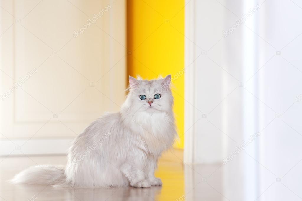 White cat chinchilla on a bright background