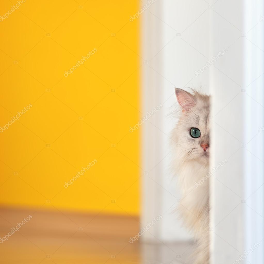 White cat chinchilla on a bright background