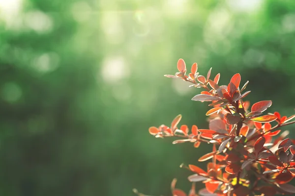 Das Pflanzenblatt in der Sonne — Stockfoto