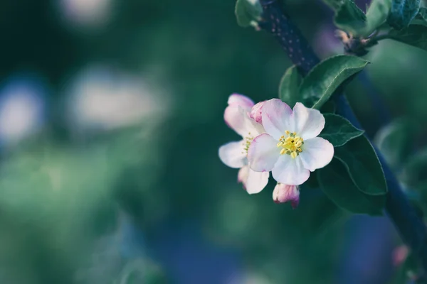 Blossom äppelträd över natur bakgrund — Stockfoto