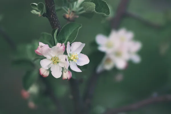 Цвіте яблуня над фоном природи — стокове фото
