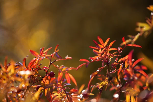 Background of autumn leaves. — Stock Photo, Image