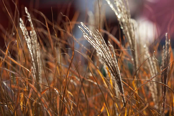 Висока трава, що дме вітром проти барвистого заходу сонця — стокове фото