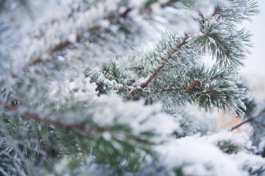 Köknar ağacı dalları karda