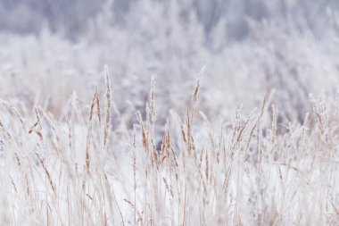 Bulanık kış arka plan, kuru ot kar taneleri
