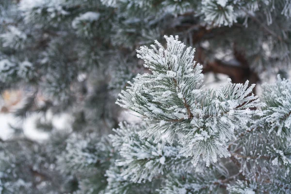 Fir tree branches in snow