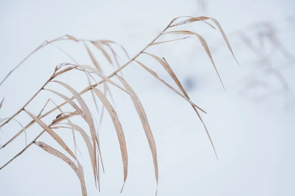 Verschwommener Winterhintergrund, trockenes Gras Schneeflocken — Stockfoto