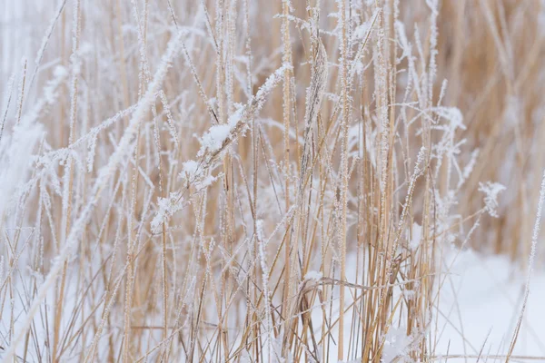 Zimowe niewyraźne tło, suchej trawy płatki śniegu — Zdjęcie stockowe