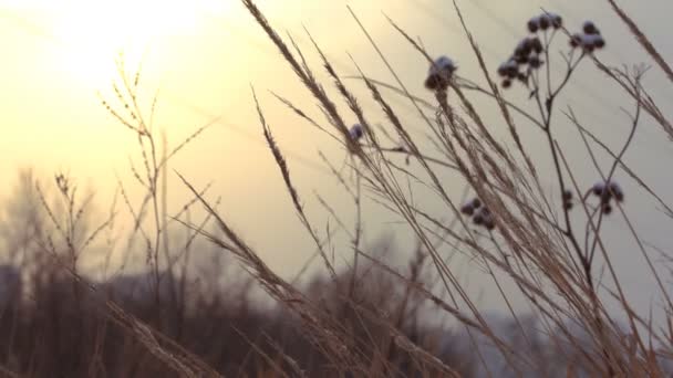 Захід сонця, сонце світить красиво сушені трави — стокове відео