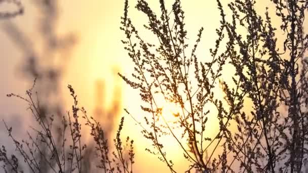 Der Sonnenuntergang, die Sonne beleuchtet wunderschön getrocknete Kräuter — Stockvideo