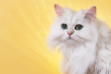 Yeşil gözlü beyaz kedi