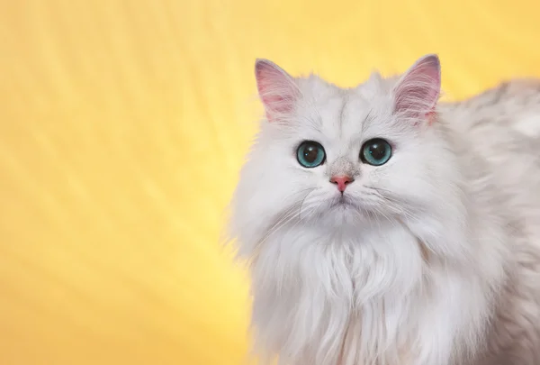 Witte kat met groene ogen — Stockfoto