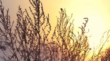 Gün batımını, güneş ışıkları güzel kurumuş otlar