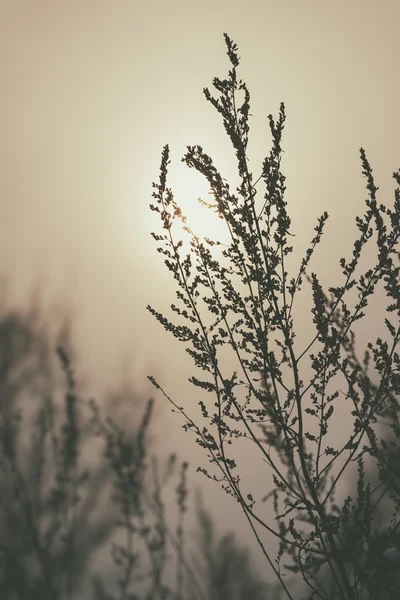 Trockenes Gras Himmel Sommer Sonnenuntergang — Stockfoto