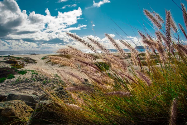 Sea grass — Stock Photo, Image