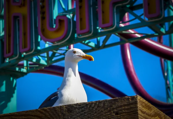 Seagull at Pier — Stock Photo, Image
