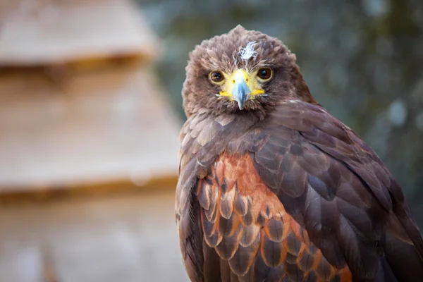 Close up portrait of a eagle — Stock Photo, Image