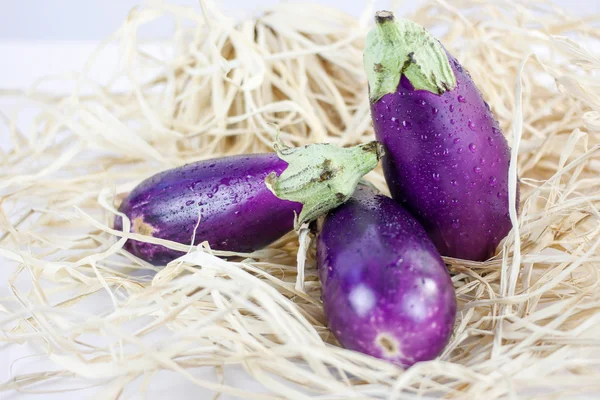 Närbild av äggplantor — Stockfoto