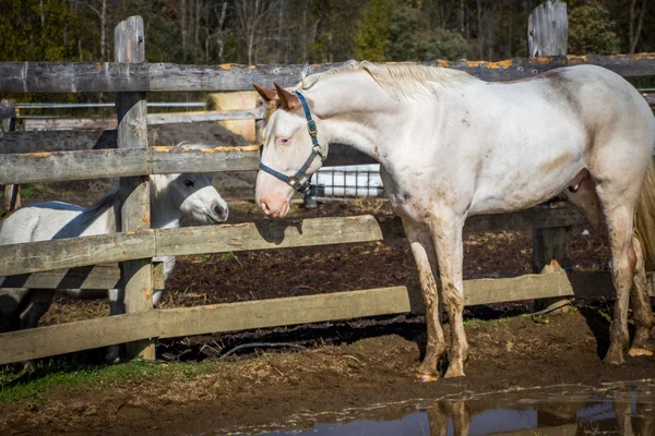 Caballos blancos — Foto de Stock