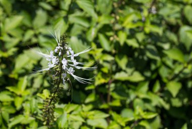 Beyaz tropik çiçekler