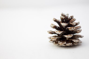 yakın çekim çam kozalağı