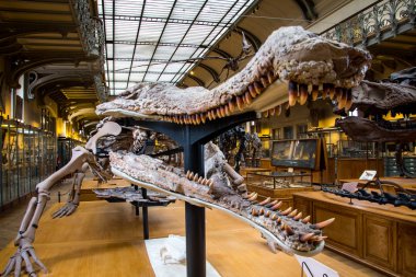 Timsah iskelet yakın çekim