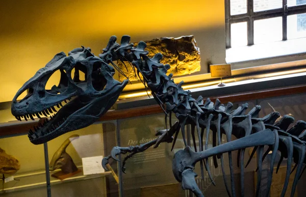 Esqueletos de dinossauros de perto — Fotografia de Stock