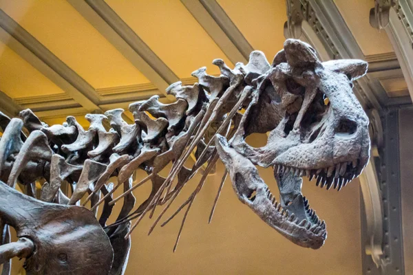 Dinosaurs skeletons close up Stock Image