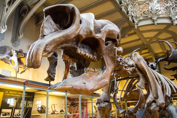 Скелети динозаврів крупним планом Ліцензійні Стокові Зображення