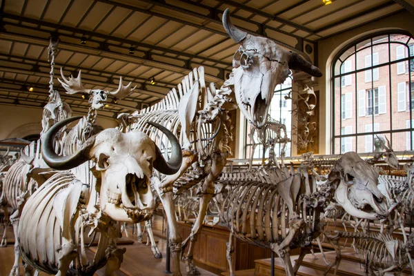 Animals skeleton close up Stock Picture