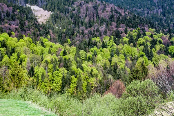 Karpatlar — Stok fotoğraf