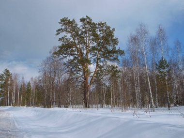 Kış orman manzarası. Gökyüzü arka planında İskandinav çamları. Taygada genellikle çam gibi kozalaklı ağaçlar bulunur. Çam ağaçları her zaman yeşildir..