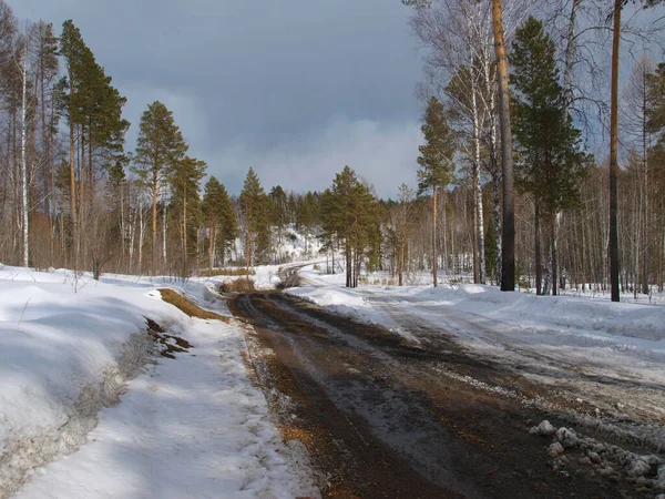The winter road in the wood. The road in Siberia in the winter. The taiga road in Russia.