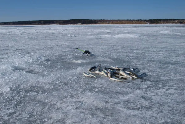 Fishing on river ice of the Yenisei. Winter fishing in Siberia of the Yenisei River. Ice fishing is becoming more popular every year and a way to still get out there with nature and the thrill of the catch.