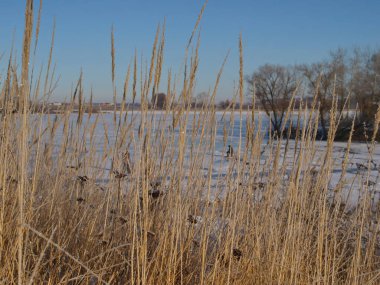 Kışın başlangıcı, ilk buz, ilk kar. Rezervuar Sodyshka. Vladimir bölgesi.