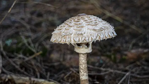 Mazza Tamburo Macrolepiota Προκέρα — Φωτογραφία Αρχείου