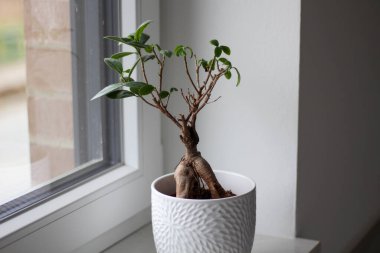 Ficus Bonsai 'yi pencere eşiğine yerleştirdim.