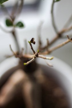 Ficus Bonsai 'yi pencere eşiğine yerleştirdim.