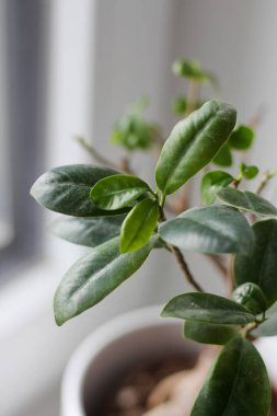 Ficus Bonsai 'yi pencere eşiğine yerleştirdim.