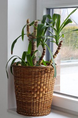 Çubuk tencerede Yucca palmiyesi