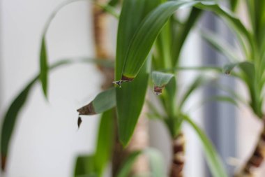 Çubuk tencerede Yucca palmiyesi